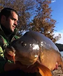 VIDEO PêCHE Dvd / Livres^Carpes en grands lacs : St Cassien - Salagou - Cabanac (2 DVD) avec Nicolas Migeon